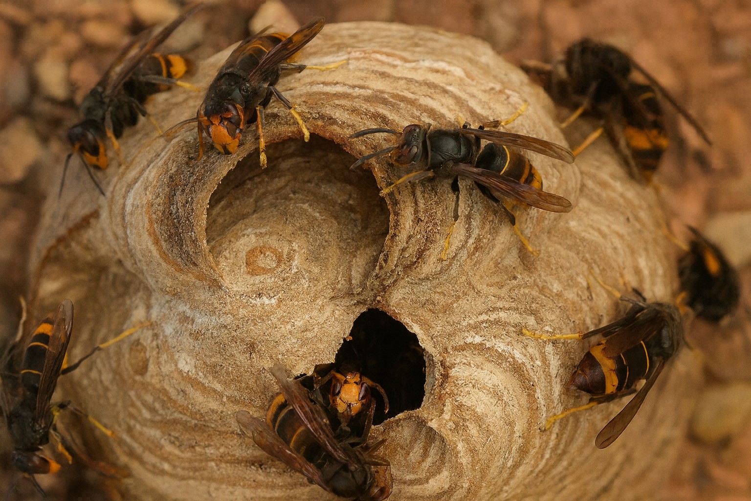 Was tun bei einem Nest?