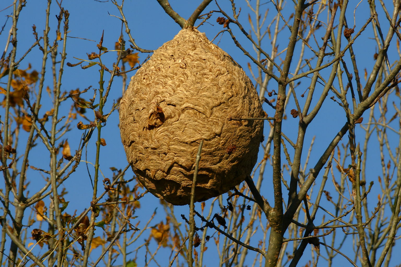 Secundair nest van Aziatische hoornaar hoog in een boom